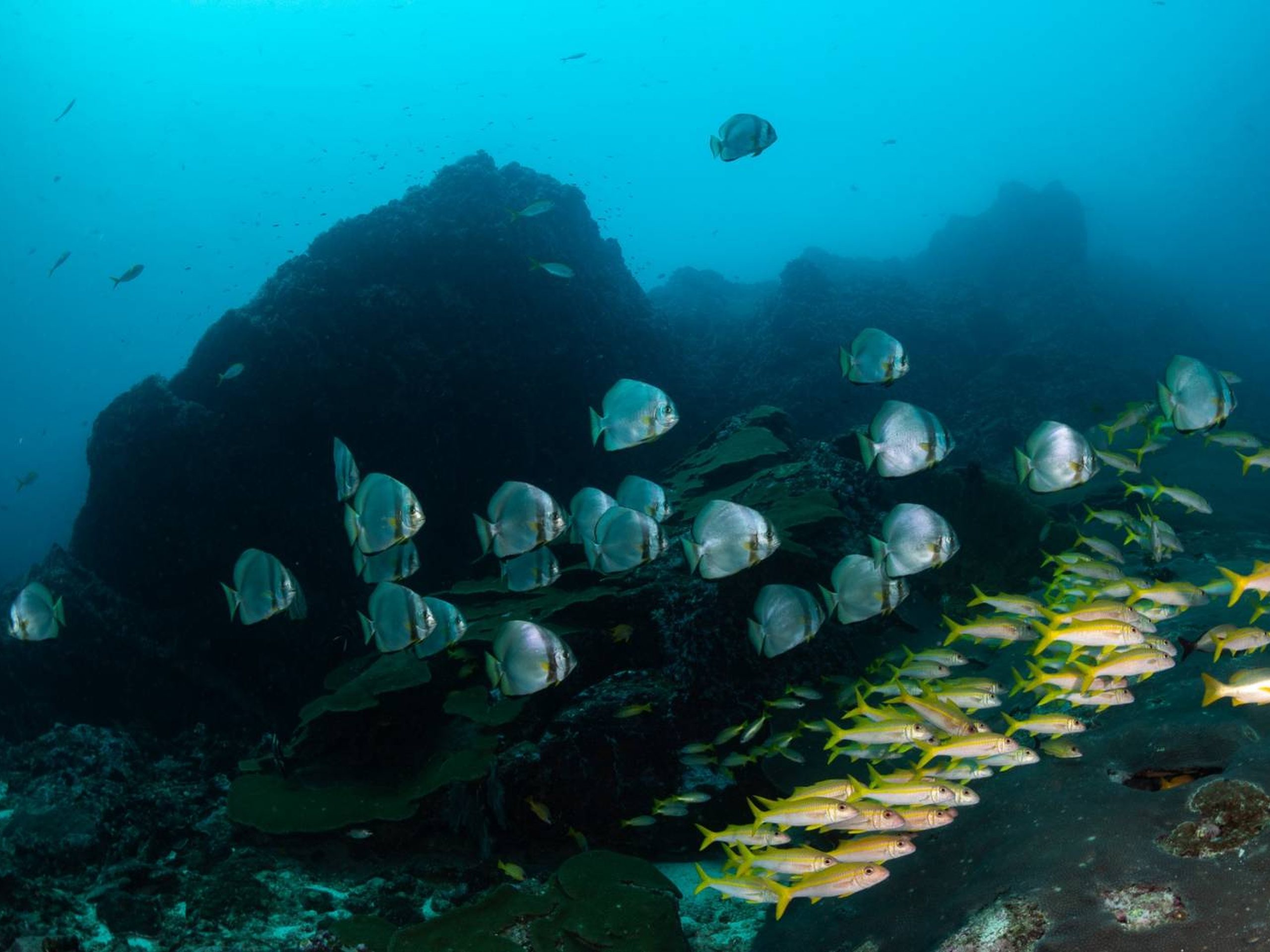 Diving courses