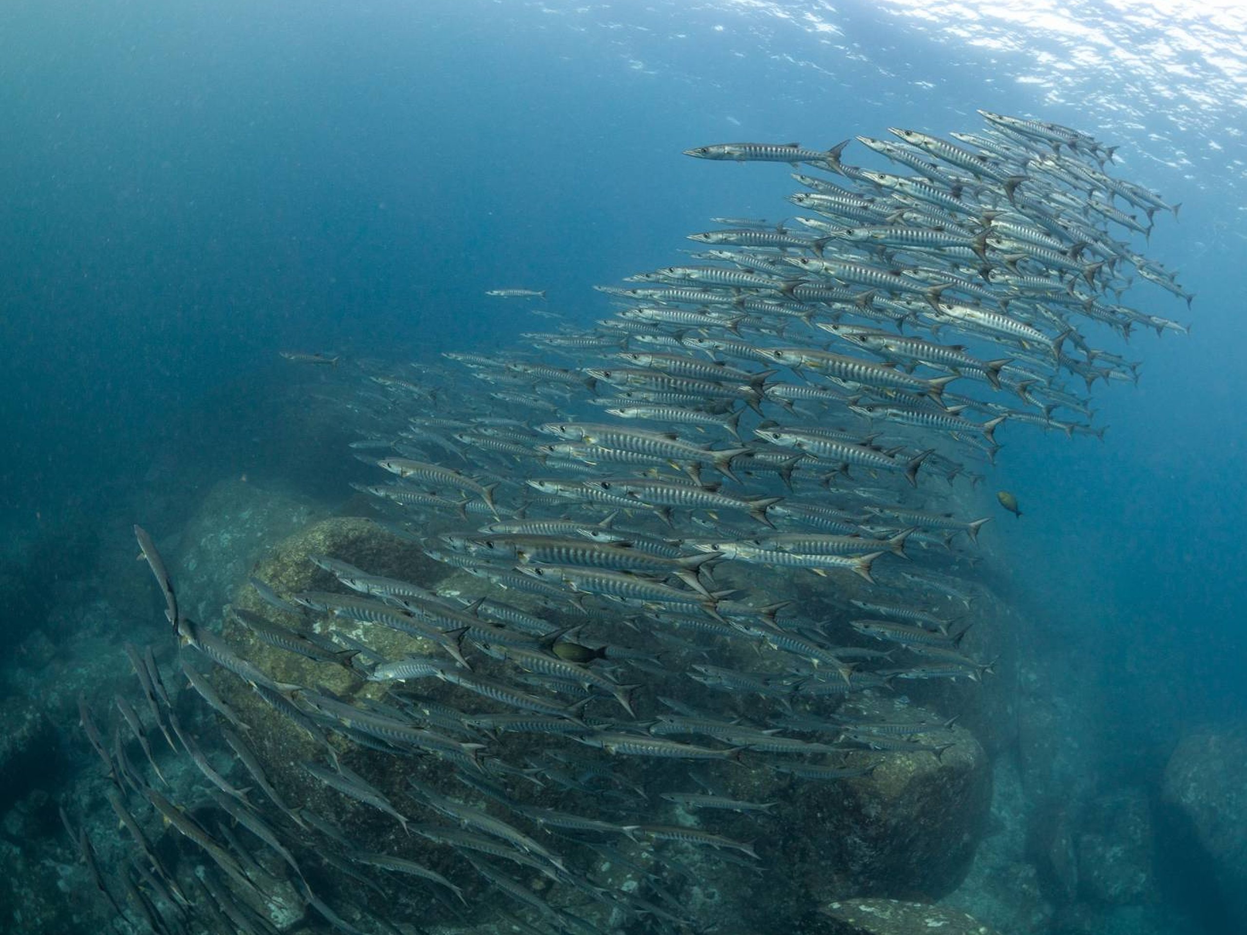 Deep Diver