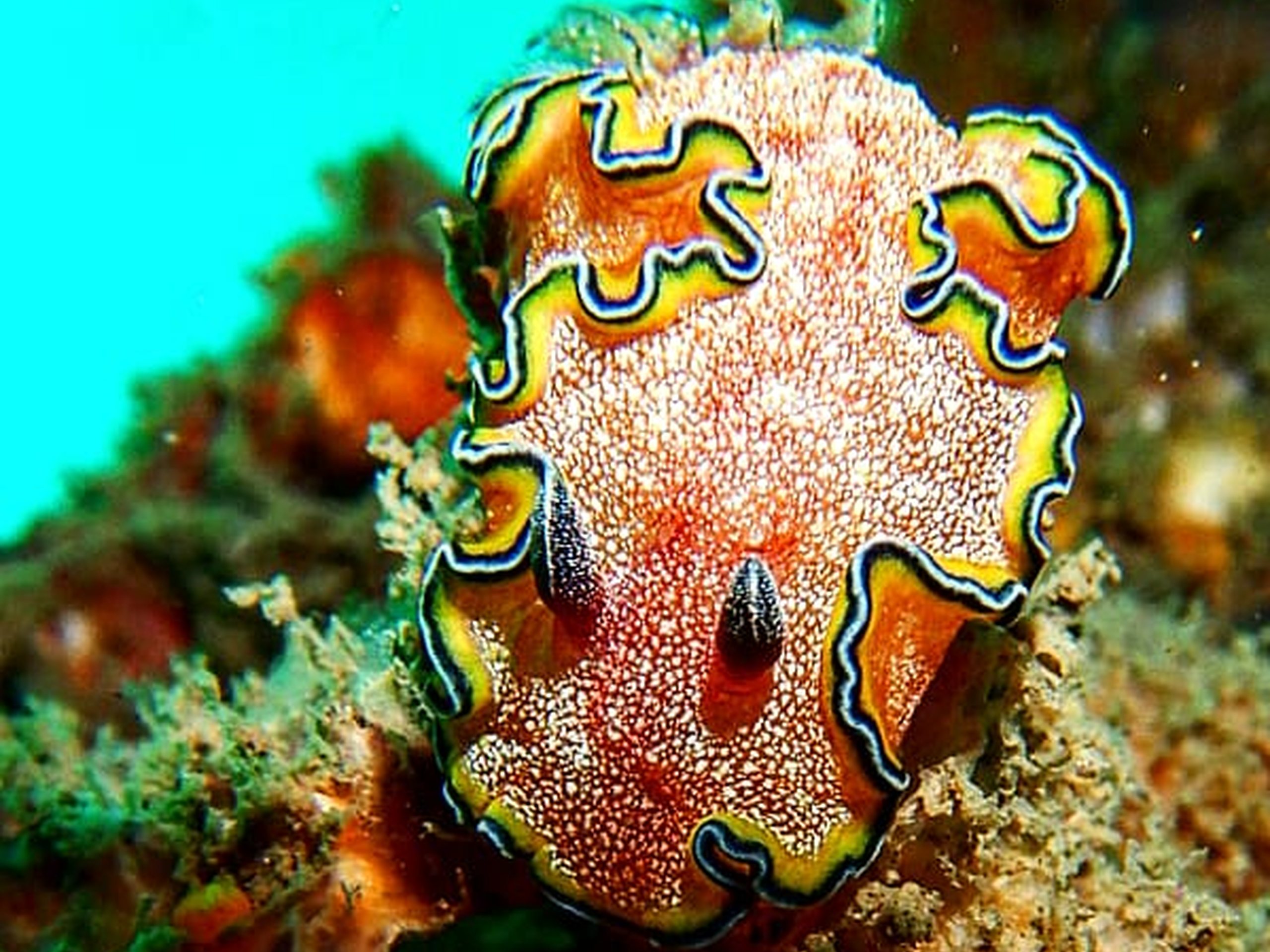 DPV Diver