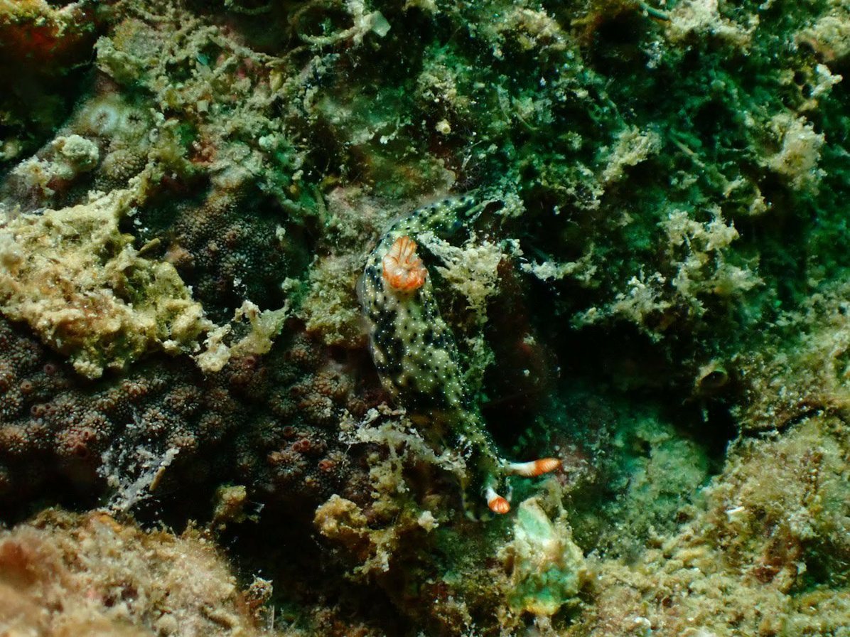 Helitrox Diver