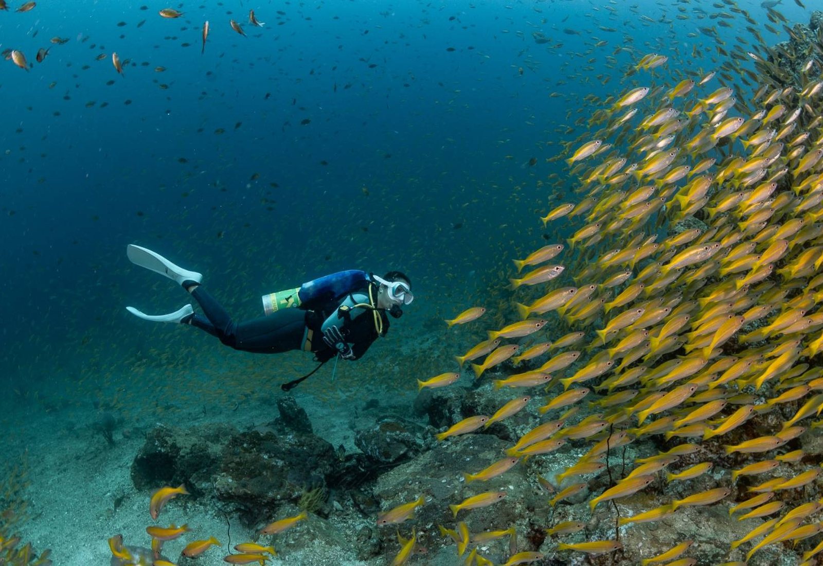 Diver with yellow snapper school in Krabi